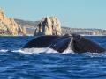 Humpback Tail by the Arch of Cabo San Lucas